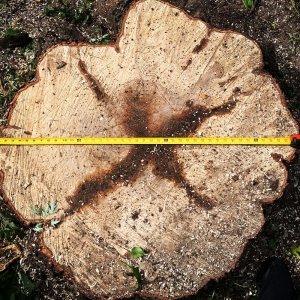 Photo of Pitts Lawn & Tree Service