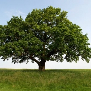 Austin Fielding Oak Roofing