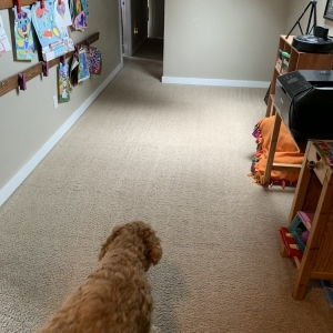 Photo of All Kleen Carpet Cleaning