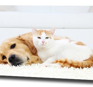 Photo of All Kleen Carpet Cleaning