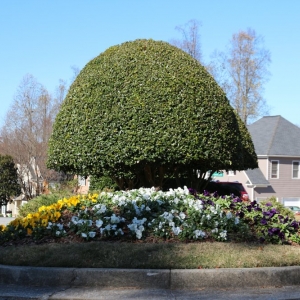 Photo of Champion Yard Services