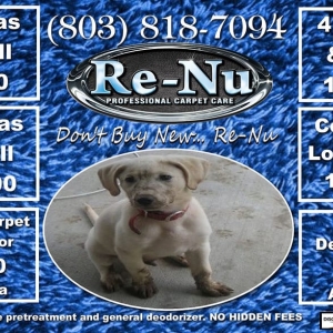Photo of Re-Nu Professional Carpet Care