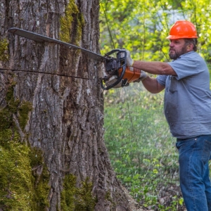 Photo of P'n'D Logging and Tree Service