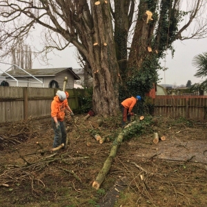 Photo of P'n'D Logging and Tree Service
