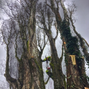Photo of P'n'D Logging and Tree Service