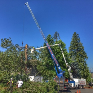 Photo of P'n'D Logging and Tree Service