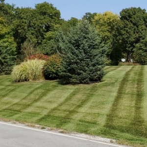 Photo of OCD Lawn