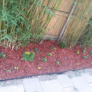 Photo of A Fox in the Garden