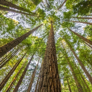 Photo of Redwood Accounting and Business Solutions