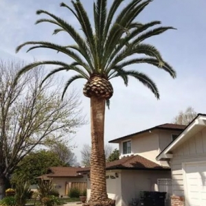 Manteca Simply Trees