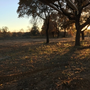 Photo of CenTex Land Clearing
