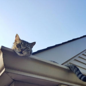 Photo of All Pro Gutters