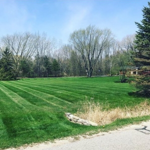 Photo of Strictly Green
