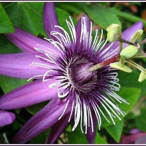Photo of Passiflora Landscape & Design