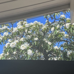 Whittier Wilson Window Cleaning