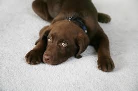 Photo of Spot Lifters Carpet Cleaning