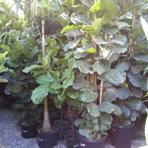 Photo of Mickey Hargitay Plants