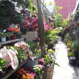 Photo of Mickey Hargitay Plants