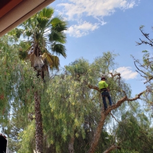 Photo of Alameda Landscaping and Tree Service