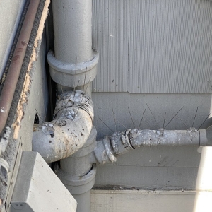 Photo of Barry's Bird Control & Power Washing