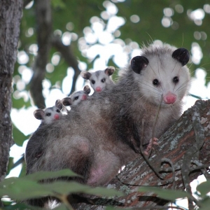 Photo of Complete Animal Removal