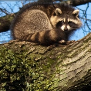 Photo of Complete Animal Removal