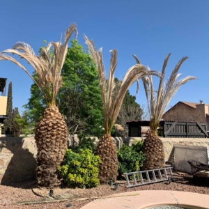 Photo of Phillip's Yard Care