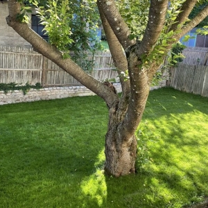 Boston Lawn Care Plus