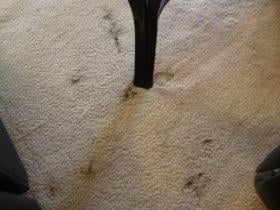 Photo of PHD Carpet Cleaning & Janitorial Services