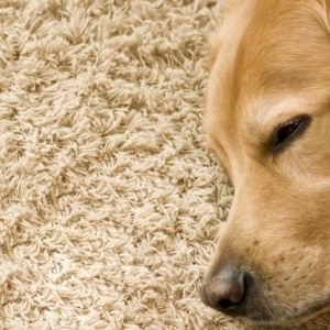 Photo of PHD Carpet Cleaning & Janitorial Services