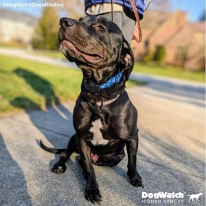 Chapin Palmetto DogWatch