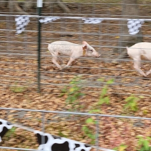 Photo of Bo Brook Farms
