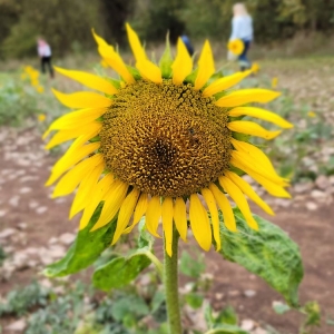 Photo of Bo Brook Farms