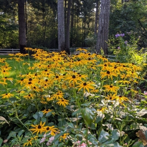 Photo of Bear's Lair
