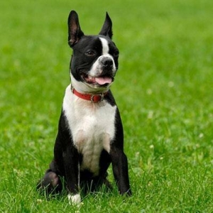 Photo of A & M In-Ground Pet Fencing