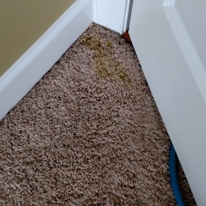 Photo of Bailie's Carpet, Rug, and Tile