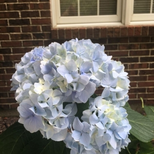 Photo of Jeff's Lawn Care & Landscaping