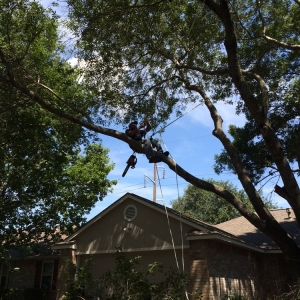 Photo of Catheys Lawn Care