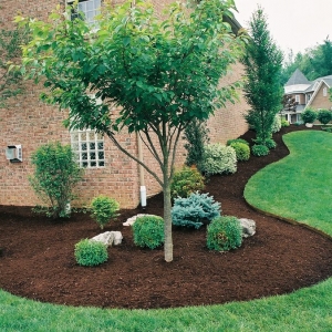 Photo of Jax Lawn Care