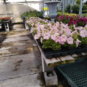 Photo of Charvet's Garden Center