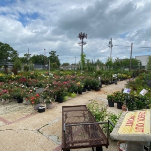 Photo of Charvet's Garden Center