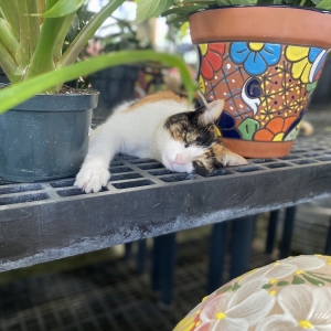 Photo of Charvet's Garden Center
