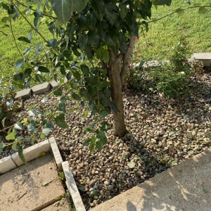 St. Peters Rosewood Landscape Designs