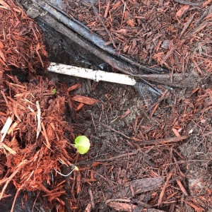Photo of Gator Irrigation and Landscaping