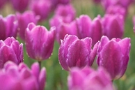 Noblesville Mowtime Lawn & Landscaping