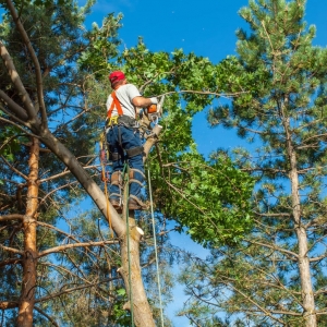 Photo of Ofilio Tree Service