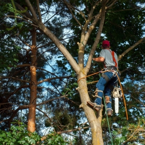 Photo of Ofilio Tree Service