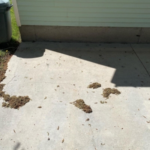 Photo of Champion Pressure Washing