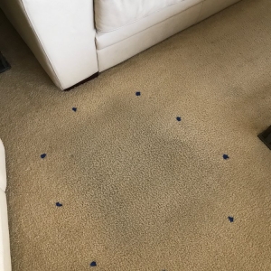 Photo of Jasmin Carpet Cleaning