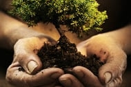 Photo of SUNGREEN Lawn Care and Landscaping